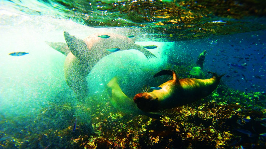 A fauna marinha das ilhas Galápagos